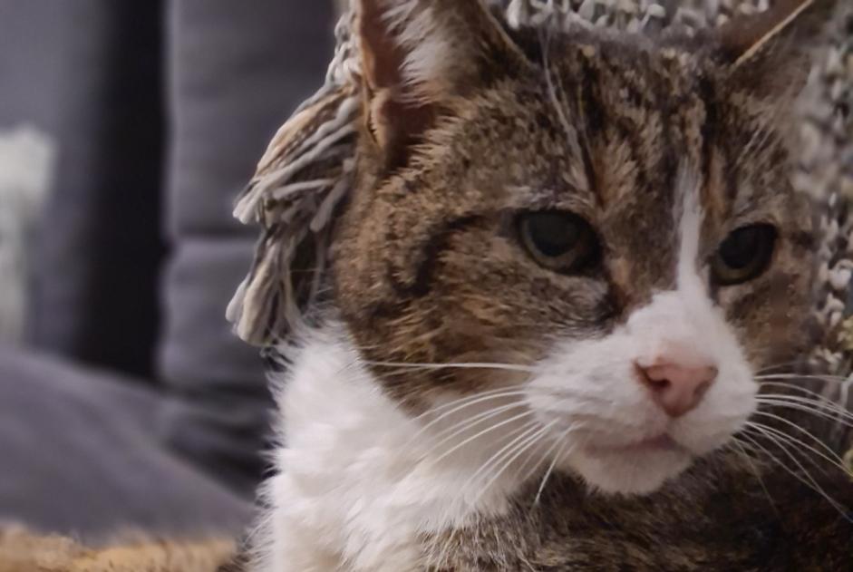 Alerte Disparition Chat croisement Femelle , 20 ans Saint-Andiol France