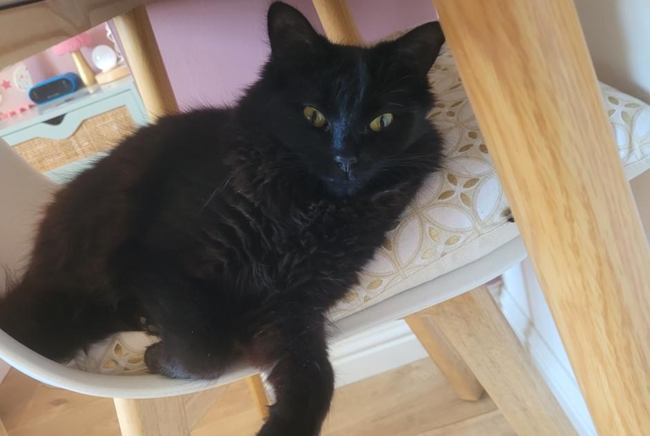 Alerte Disparition Chat Femelle , 1 ans Champniers France
