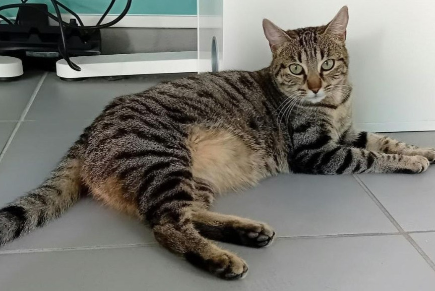 Alerte Disparition Chat croisement Femelle , 2 ans Esvres France