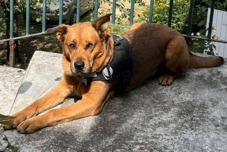 Alerte Disparition Chien croisement Mâle , 7 ans Saint-Nicolas-de-Bourgueil France