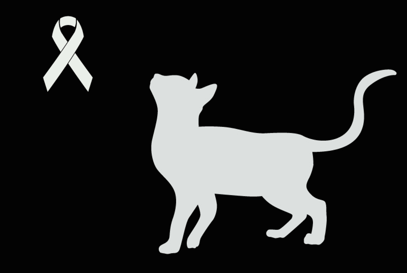 Alerte Découverte Chat Inconnu Saint-Benoît France
