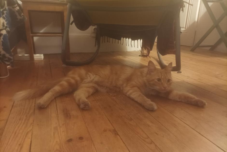 Alerta descoberta Gato Fêmea Saint-Étienne France